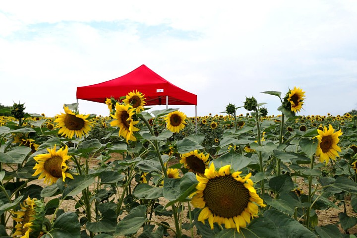 Postazioni pieghevoli 3x6m